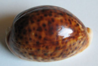 Cypraea pantherina, Solander, 1786   